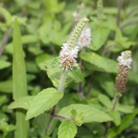 Pogostemon auricularius (L.) Hassk.